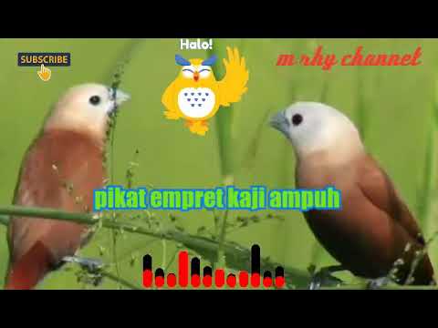 suara mp3 pikat emprit kaji ampuh 2021