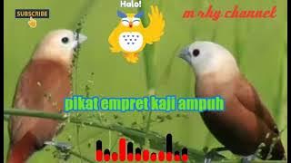 suara mp3 pikat emprit kaji ampuh 2021