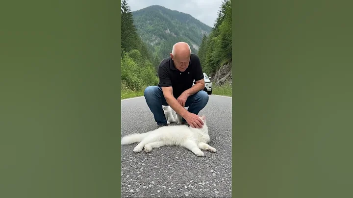 Video 11736751: persian cat rescue, rescued persian kitten, persian cat kitten animal, cat kitten wildlife