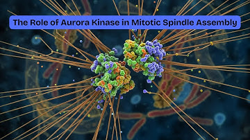 The Role of Aurora Kinase in Mitotic Spindle Assembly