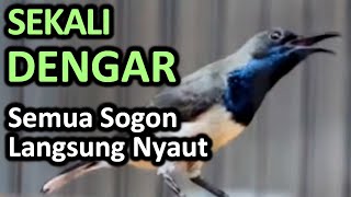 Kicau Suara Sogon Gacor EMOSI TARUNG ini Menjadikan Burung Sogon Gacor Ngobra Ngalas NYAUT