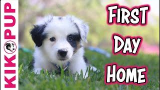Introducing my new puppy and some puppy tips for the first day home!