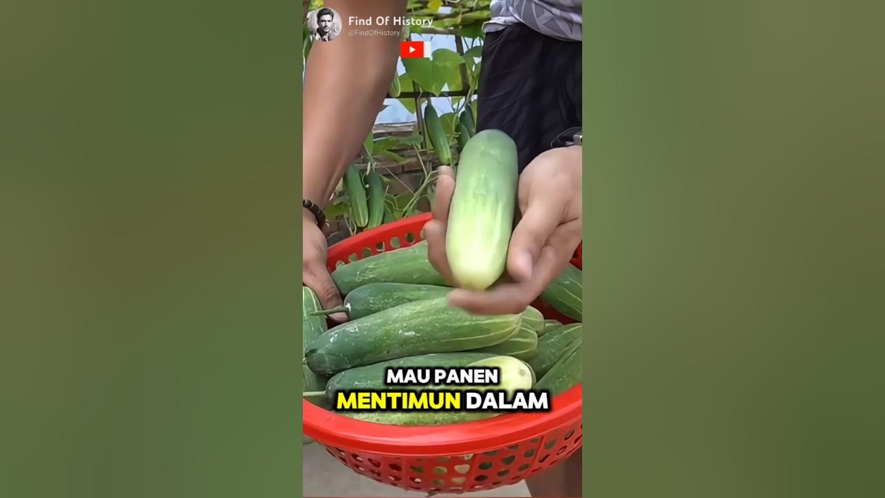 Secret, How to easily grow cucumbers at home 🥒🌳. 🌍 Part 01 shorts 