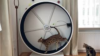 Catswheel 1 week verder - Ifness Bengal Cattery by Ilona Koeleman-Lubbers 24 views 21 hours ago 1 minute, 3 seconds