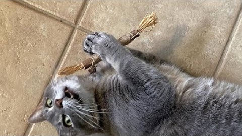 Gochanmon Cat Toys 6Pcs Natural Silvervine Sticks Catnip Cat Chew Toys Review, Cat goes NUTS for the