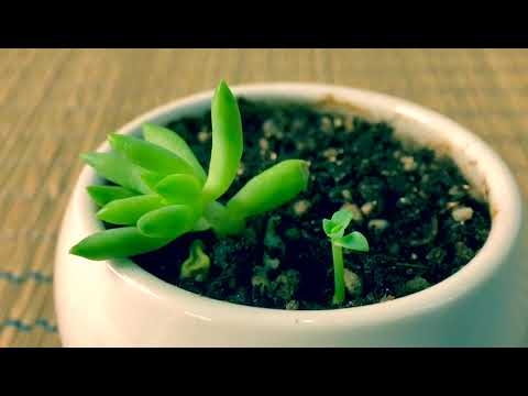 Here is a demo for the ML38 - the first Variable Macro Lens for iPhone and Smartphones.