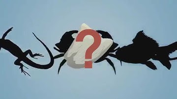 Top 5 Evolution Misconceptions