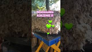 Sosna Yamadori. Korzenie.