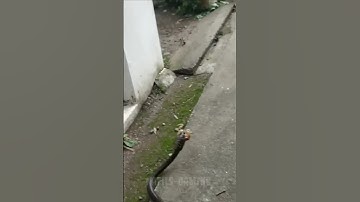 Saw Snake In Codm Today #shorts #shortvideo #funny #viral #funnyvideo #funnyshorts  #viralvideo