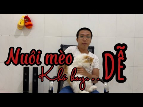 Video: 5 Lý Do Hàng đầu để Có được Một Con Mèo 'Moggy