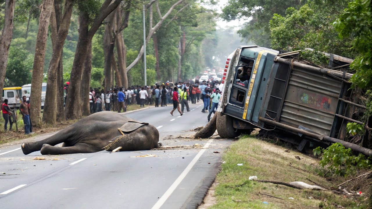 Shocking Wild Elephant Incidents on Sri Lanka’s Roads | Real Life Footage #elephantattack