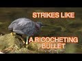 Green Heron Fishing [NARRATED]