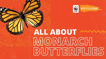 All About Monarch Butterflies