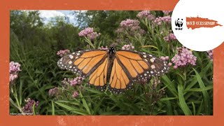 All About Monarch Butterflies by WWF Wild Classroom 42,285 views 2 years ago 4 minutes, 46 seconds