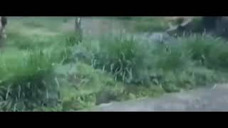 Download Lagu Habib Bahar Bin Smith Bertemu Dengan Singa MP3