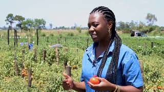 TOMATO PRODUCTION DURING RAINY SEASON