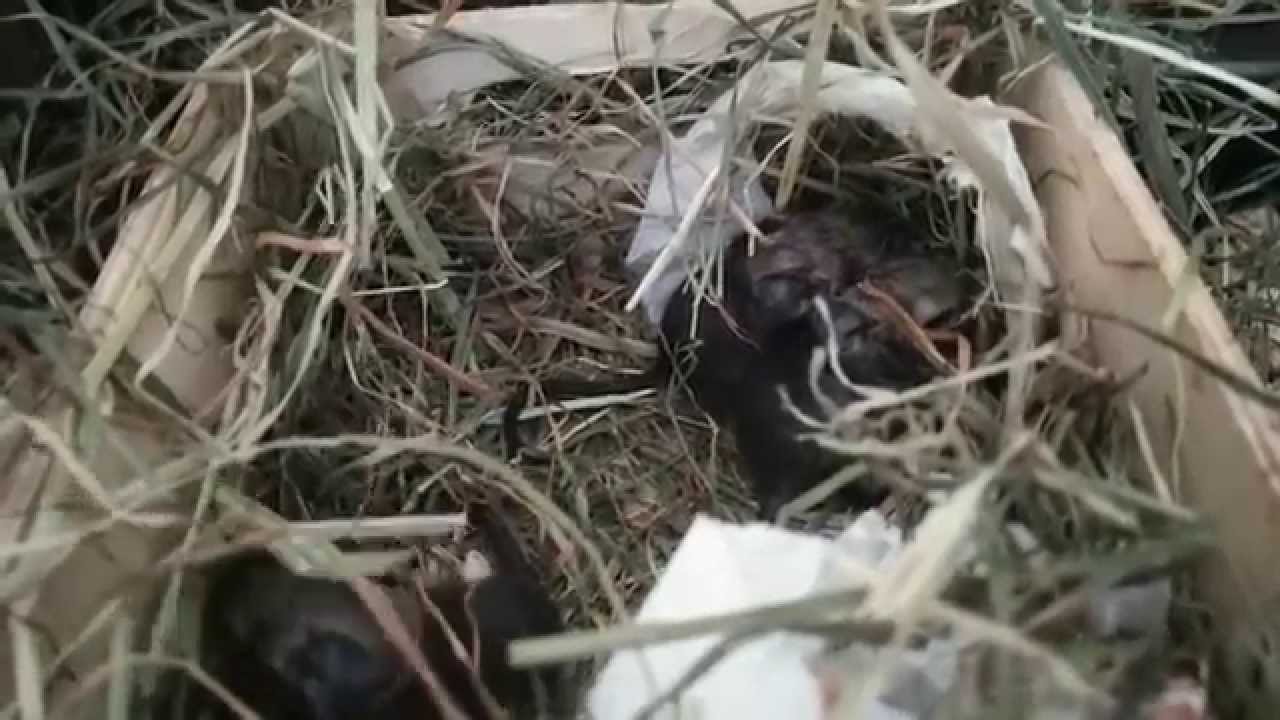 デグーの赤ちゃん 生まれたて 3匹確認 Youtube デグーの赤ちゃん 生まれたて 3匹確認 Youtube