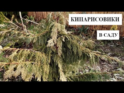 Cypress in the garden | LAVSON&rsquo;S KIPARISOVIKI and BLANKETS | My cultivation experience