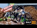 Monocentropus balfouri pairing - Socotra Island Blue Baboon Tarantula
