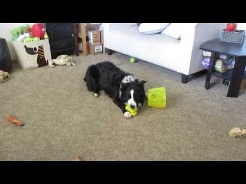 50+ Brain Boosting Interactive Puzzle Toys for Dogs - Border Collie Blog