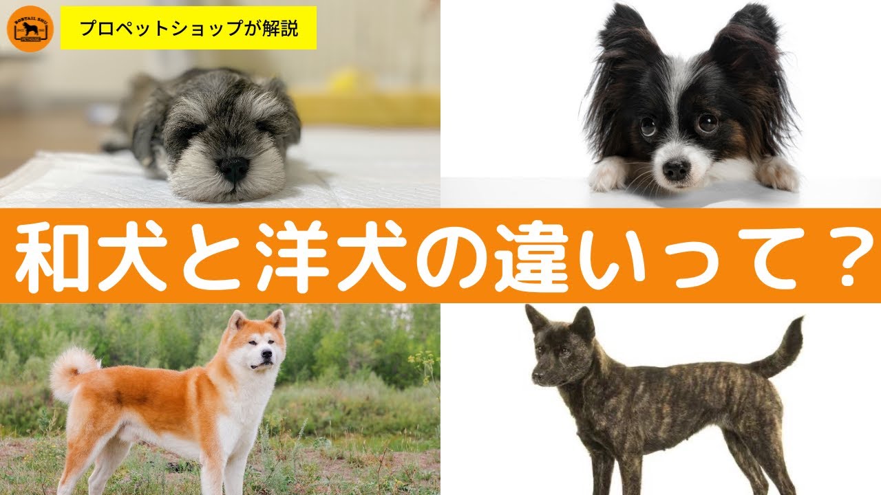 初心者の疑問 和犬と洋犬の違いって何 プロが徹底解説 Youtube