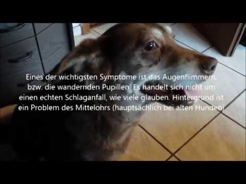 Video: Schwellung Der Sehnervenscheibe In Der Netzhaut Von Hunden