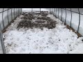 Снег+Зола-Залог богатого урожая!