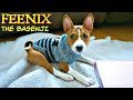 FEENIX is Home! Meet our new BASENJI PUPPY の動画、YouTube動画。