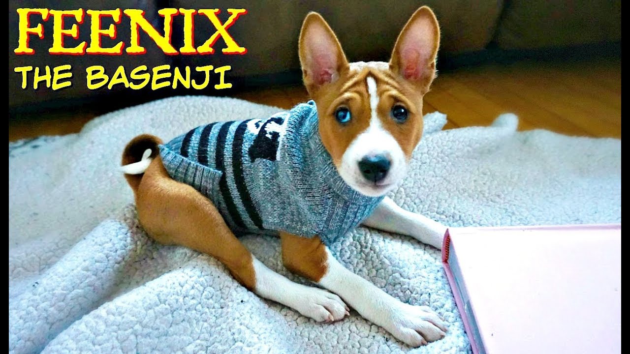 basenji mixes which one is right for you