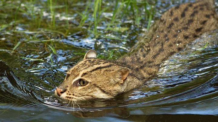 Вивверовый кот - ОХОТНИК который ныряет под воду!