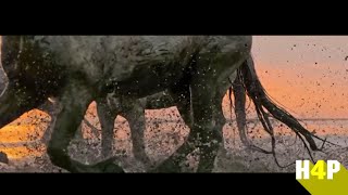 caballos en libertad-Relax with Horses in the Wild|Hipica4patas