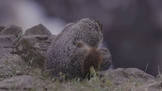Funniest Wild Marmots Doing Crazy Things Compilation 2026🦫😂 | The Petzo