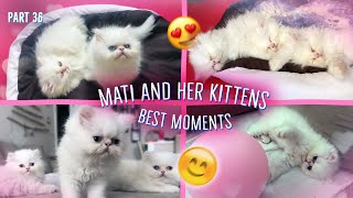 Mati and kittens. Best moments^:^ by Zen Tavra 577,879 views 3 years ago 5 minutes, 31 seconds