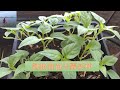 加拿大中部种菜: 辣椒育苗的方法 / Pepper seedlings | 无需买种，新鲜辣椒和干辣椒的籽都可以 | 只有3个月的无霜季也能种辣椒（V122)