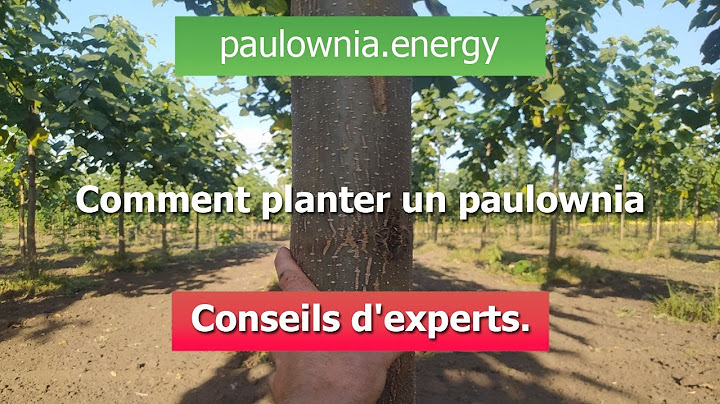 Comment planter un paulownia. Conseils d'experts.