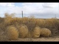 Mr tumbleweed