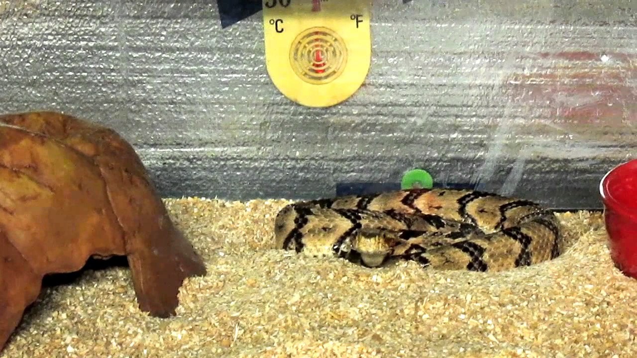 hangouts chat login Cain break rattlesnake enjoying her new pet rat