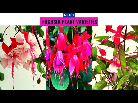 Fuchsia Plant Varieties A to Z