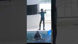 ルーナに異変・・・ルーピングキックが・・・ #Shorts #鴨川シーワールド #シャチ #Kamogawaseaworld #Orca #Killerwhale