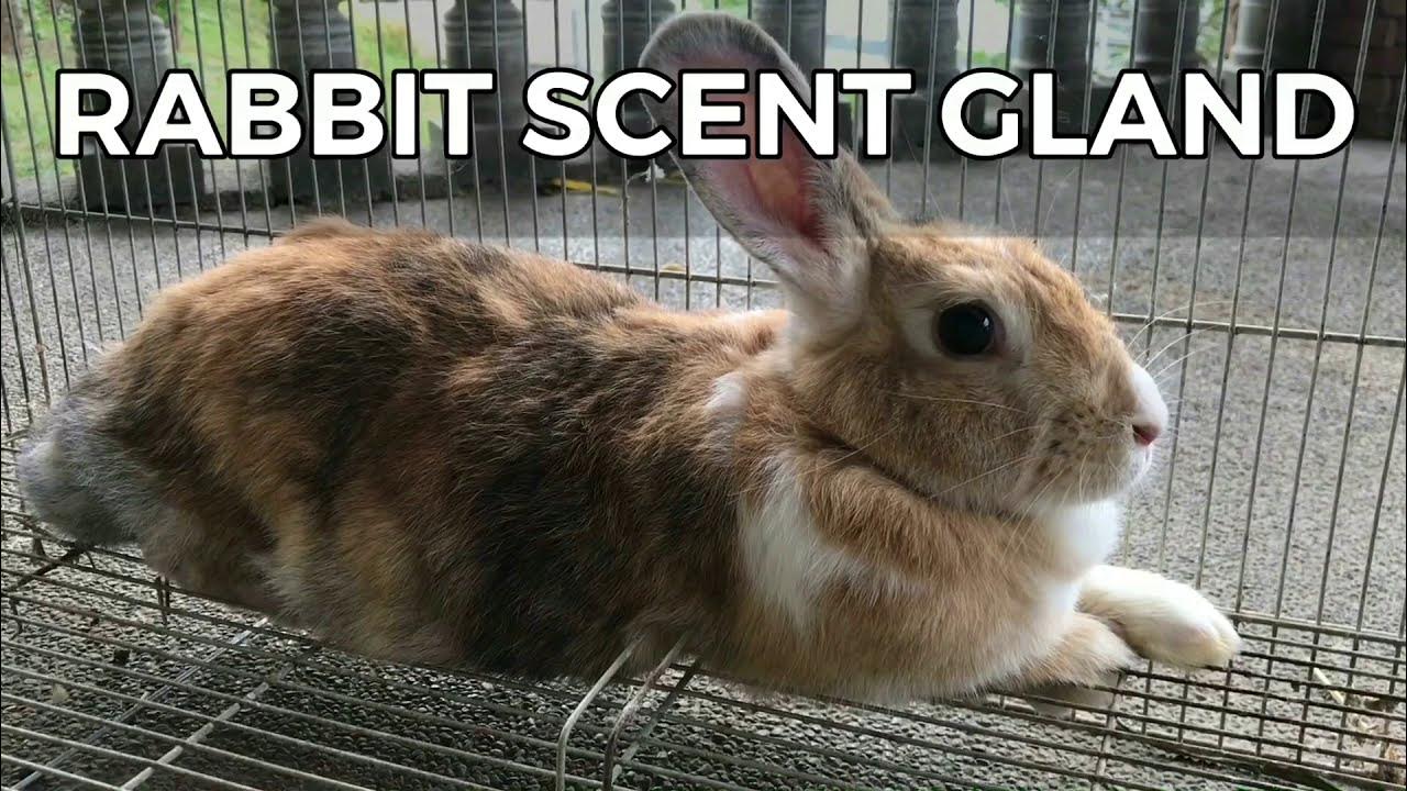 How to clean(RABBIT SCENT GLAND) YouTube