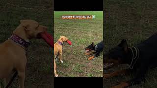Pitbull Vs Doberman