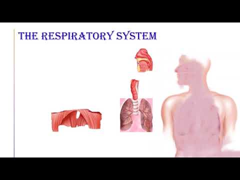 THE RESPIRATORY SYSTEM - YouTube