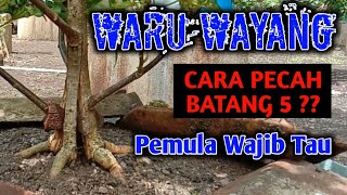 Beginners must know | How to break the stem of the waru wayang bonsai material
