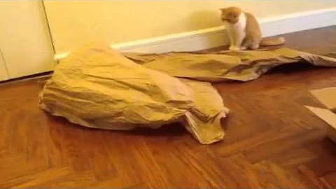 Video 1204151: exotic shorthair cat, shorthair cat faces