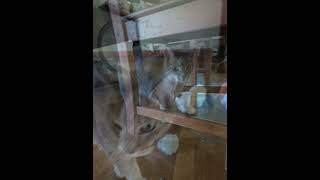 Valki Is Sooo Adorable