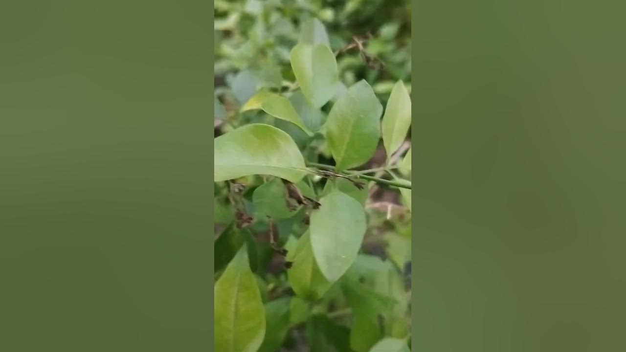 # Sanna Jaji # Creeper Flower Plant # you tube video - YouTube