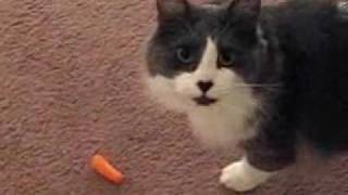 Otto's Carrot Chase