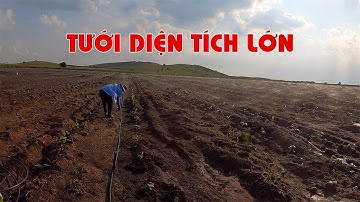 CÁCH TƯỚI CHUỐI PHỦ TOÀN BỘ ĐẤT NHƯ THẾ NÀO | VNPLANT