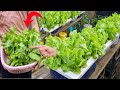 The easiest way to grow hydroponic vegetables