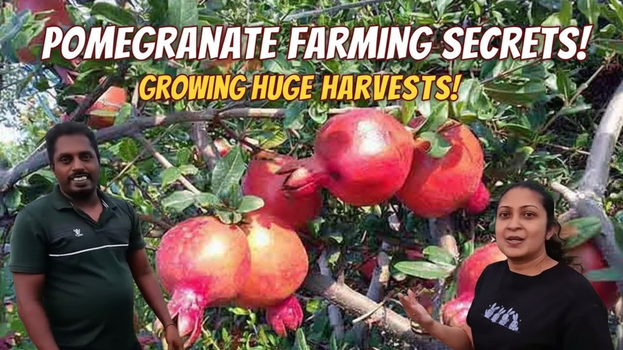 😲🌿 දෙළුම් වගාවේ රහස්!🔥 Jaffna Farmer’s Real Story Revealed! 🎤📸